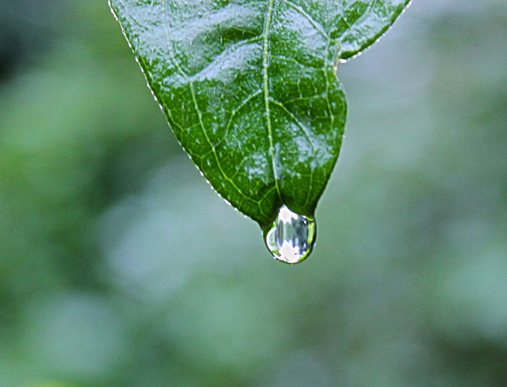 软件授权平台的网页端ddos